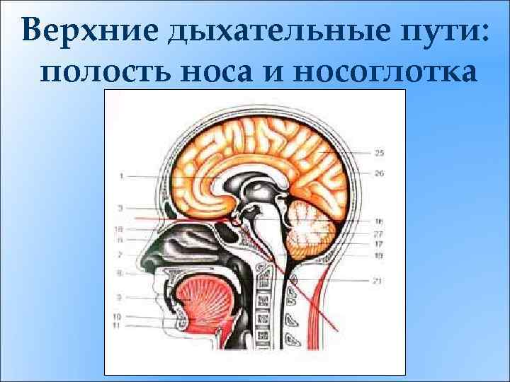 Верхние дыхательные пути: полость носа и носоглотка 