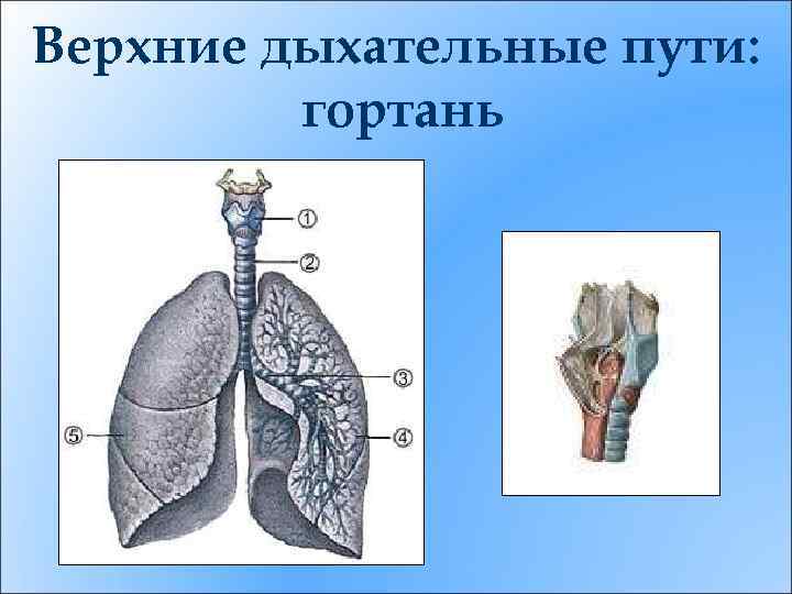 Верхние дыхательные пути: гортань 