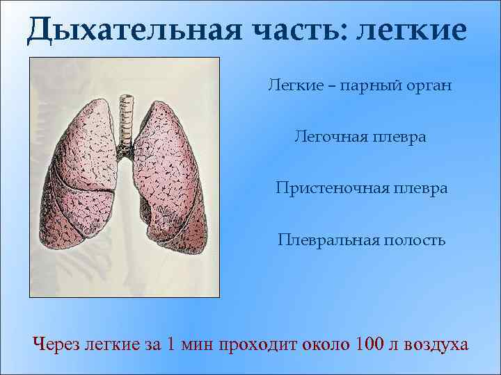 Дыхательная часть: легкие Легкие – парный орган Легочная плевра Пристеночная плевра Плевральная полость Через