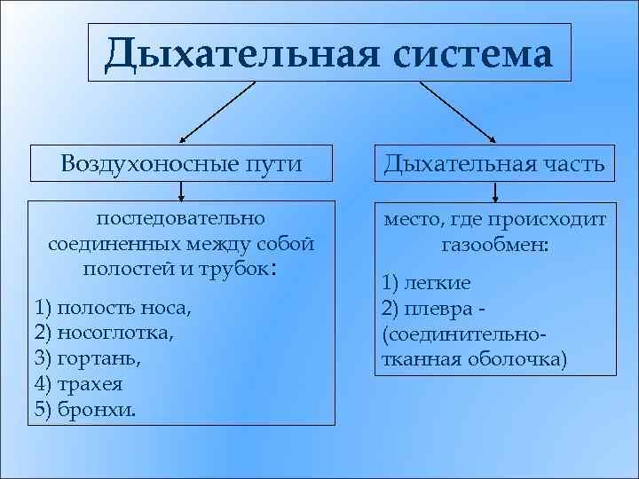 Дыхательная система Воздухоносные пути Дыхательная часть последовательно соединенных между собой полостей и трубок: место,