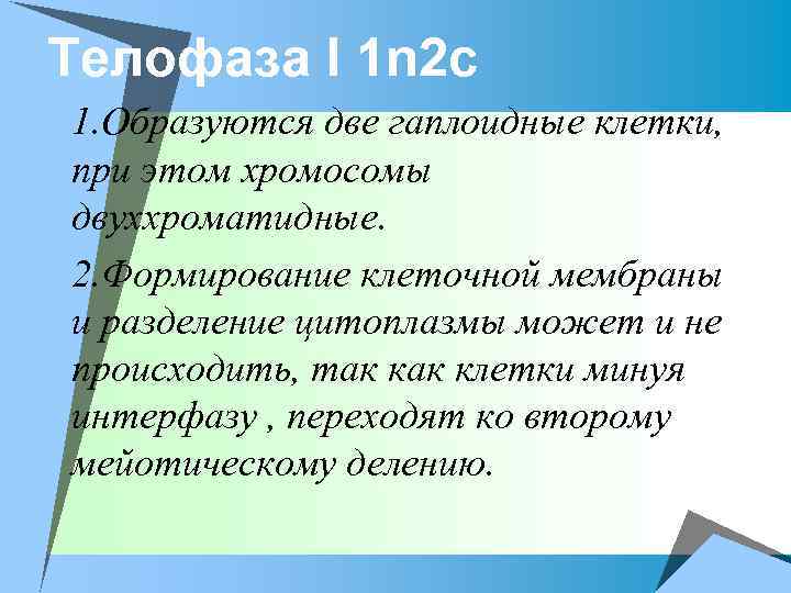 Телофаза I 1 n 2 c 1. Образуются две гаплоидные клетки, при этом хромосомы