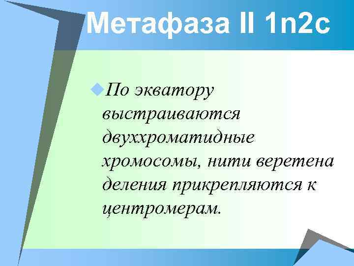 Метафаза II 1 n 2 c u. По экватору выстраиваются двуххроматидные хромосомы, нити веретена