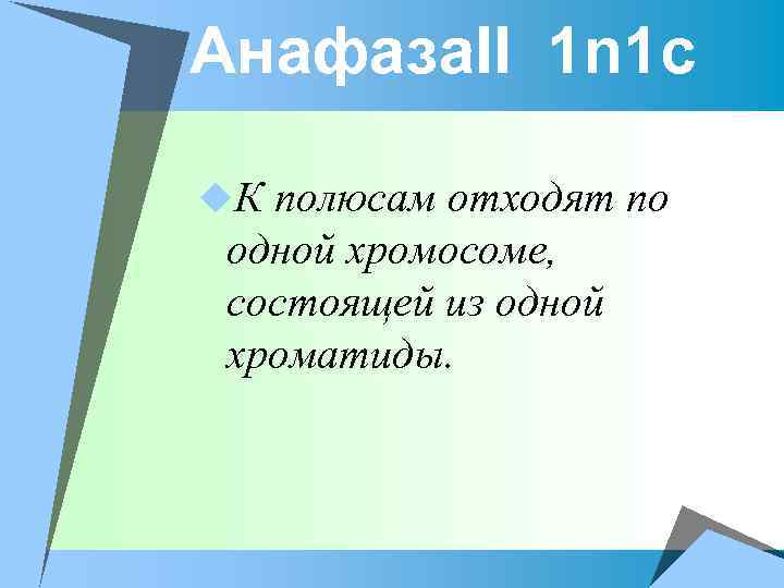 Анафаза. II 1 n 1 c u. К полюсам отходят по одной хромосоме, состоящей
