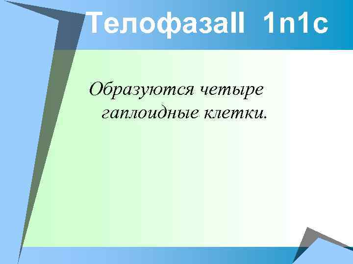Телофаза. II 1 n 1 c Образуются четыре гаплоидные клетки. 