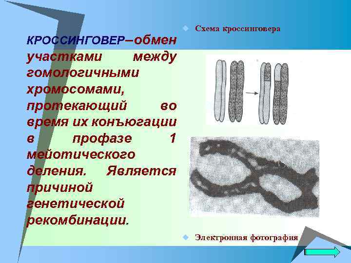 u КРОССИНГОВЕР – обмен u Схема кроссинговера участками между гомологичными хромосомами, протекающий во время