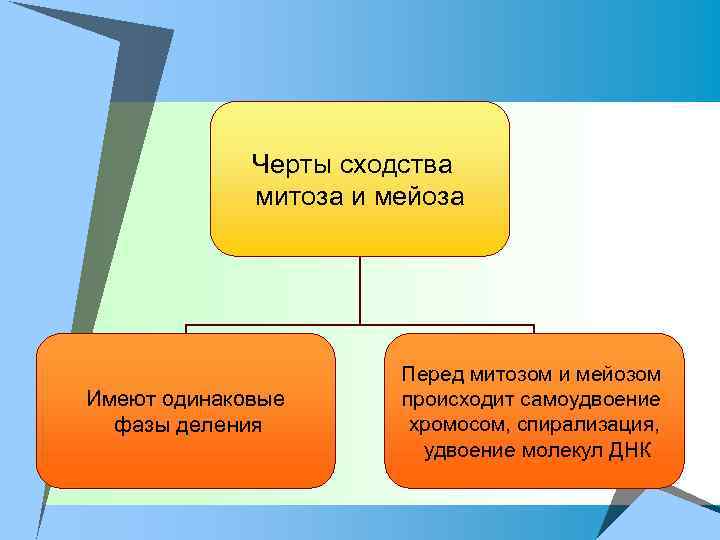 Черты сходства митоза и мейоза Имеют одинаковые фазы деления Перед митозом и мейозом происходит