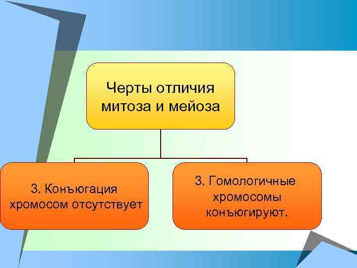 Черты отличия митоза и мейоза 3. Конъюгация хромосом отсутствует 3. Гомологичные хромосомы конъюгируют. 