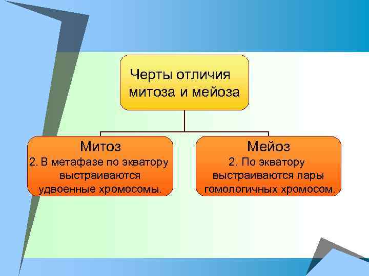 Черты отличия митоза и мейоза Митоз Мейоз 2. В метафазе по экватору выстраиваются удвоенные