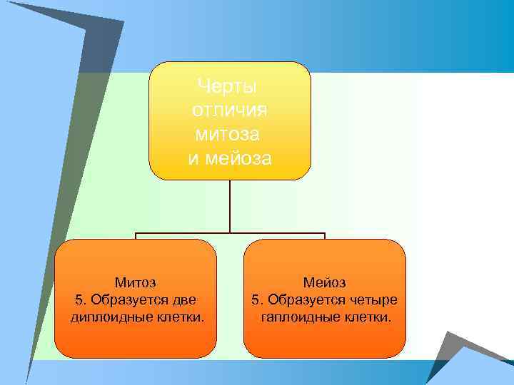 Черты отличия митоза и мейоза Митоз 5. Образуется две диплоидные клетки. Мейоз 5. Образуется