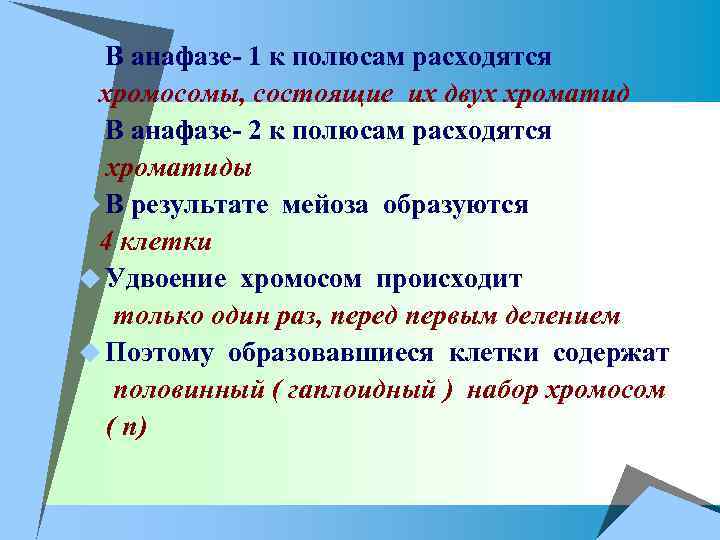 u В анафазе- 1 к полюсам расходятся хромосомы, состоящие их двух хроматид u В