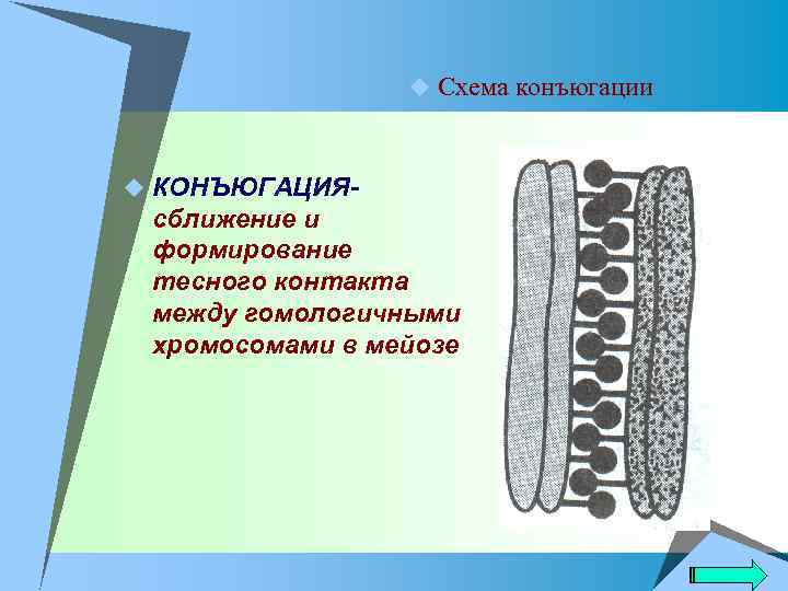 u Схема конъюгации u КОНЪЮГАЦИЯ- сближение и формирование тесного контакта между гомологичными хромосомами в