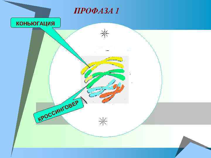 ПРОФАЗА 1 КОНЬЮГАЦИЯ Р Е ОВ КР О Г ИН СС 