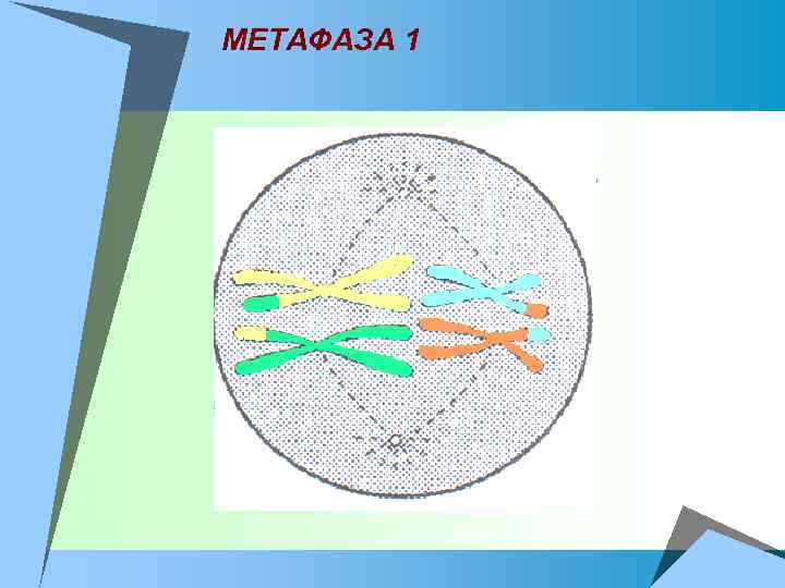 МЕТАФАЗА 1 