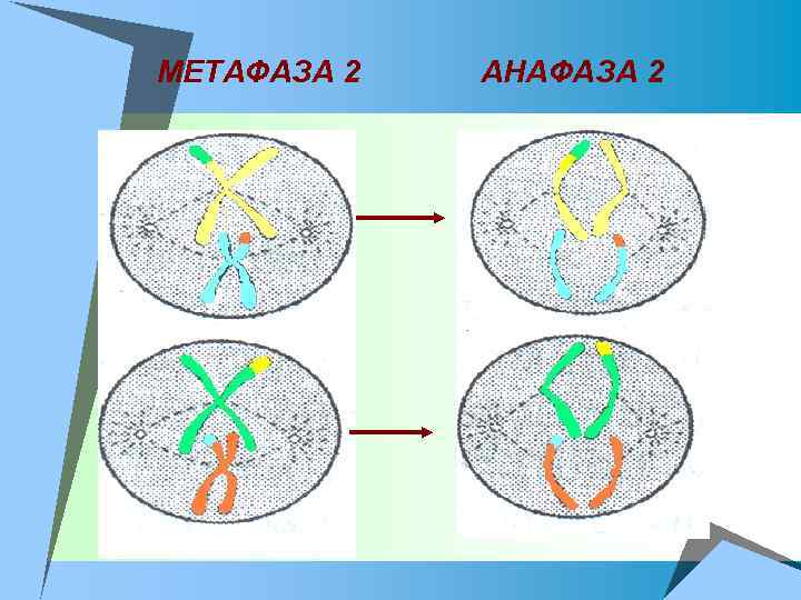МЕТАФАЗА 2 АНАФАЗА 2 