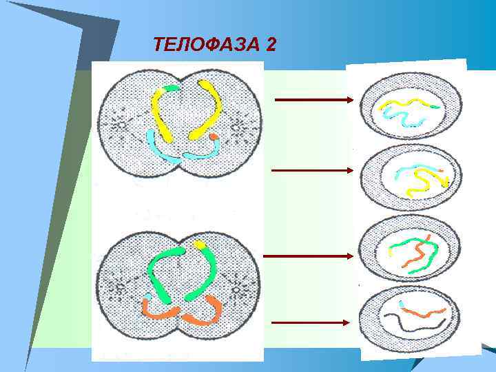 ТЕЛОФАЗА 2 