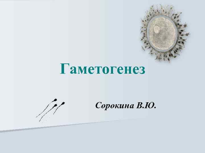 Гаметогенез Сорокина В. Ю. 