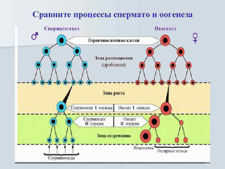 Сравните процессы спермато и оогенеза 