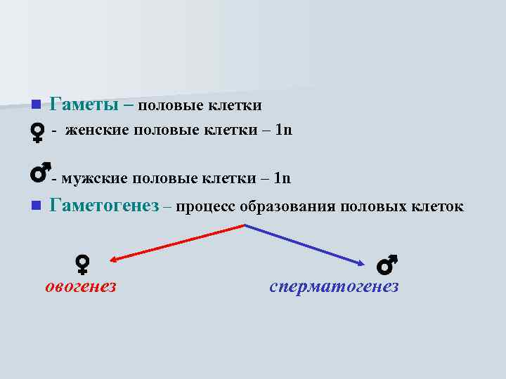 n Гаметы – половые клетки - женские половые клетки – 1 n - мужские