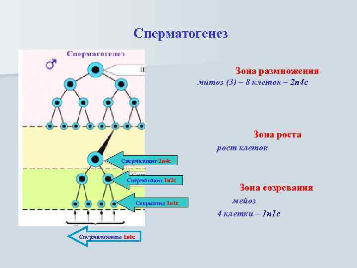 Сперматогенез Зона размножения митоз (3) – 8 клеток – 2 n 4 c Зона