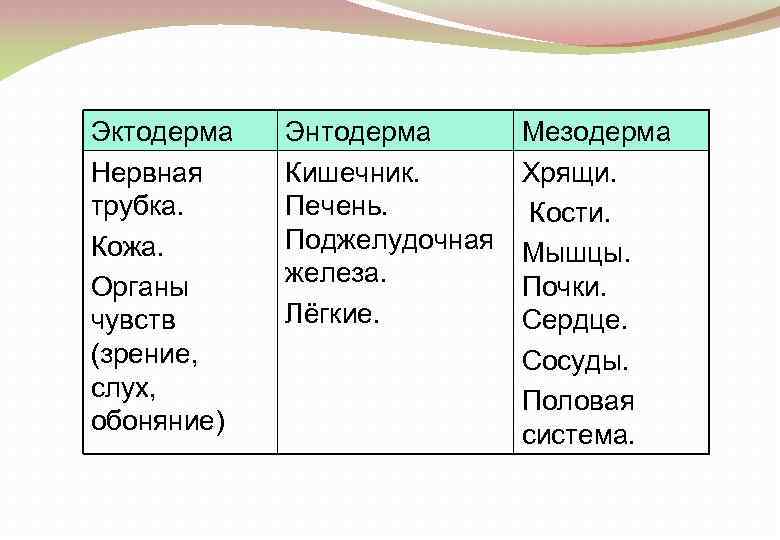 Эктодерма Нервная трубка. Кожа. Органы чувств (зрение, слух, обоняние) Энтодерма Кишечник. Печень. Поджелудочная железа.