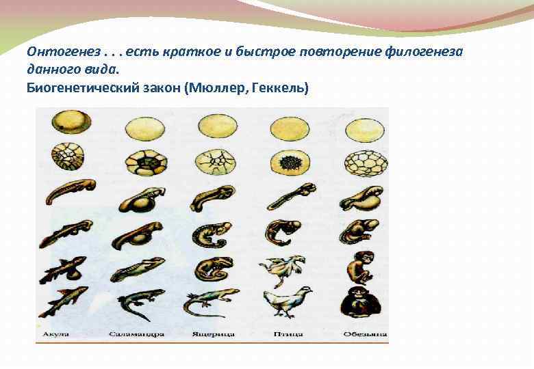 Онтогенез. . . есть краткое и быстрое повторение филогенеза данного вида. Биогенетический закон (Мюллер,