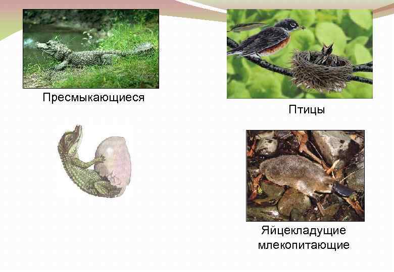 Пресмыкающиеся Птицы Яйцекладущие млекопитающие 