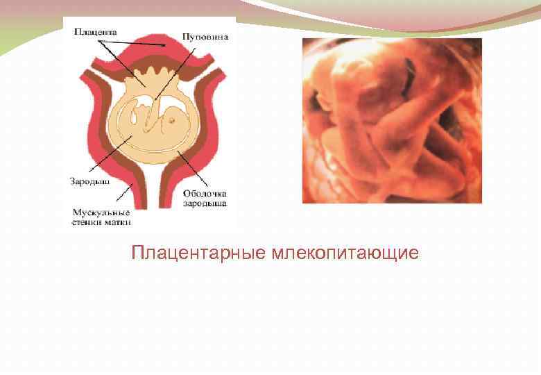 Плацентарные млекопитающие 