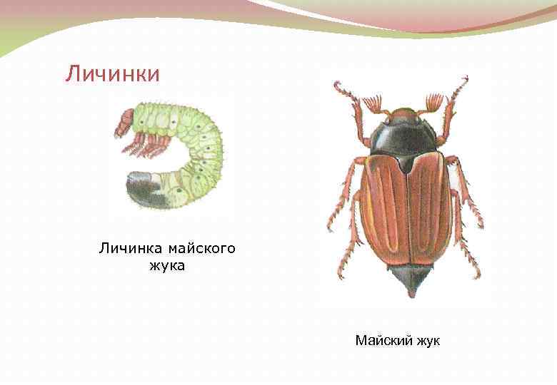 Личинки Личинка майского жука Майский жук 