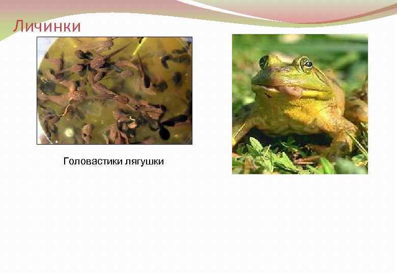 Личинки Головастики лягушки 