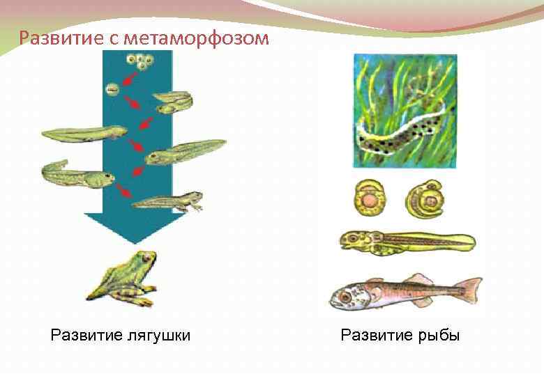 Развитие с метаморфозом Развитие лягушки Развитие рыбы 