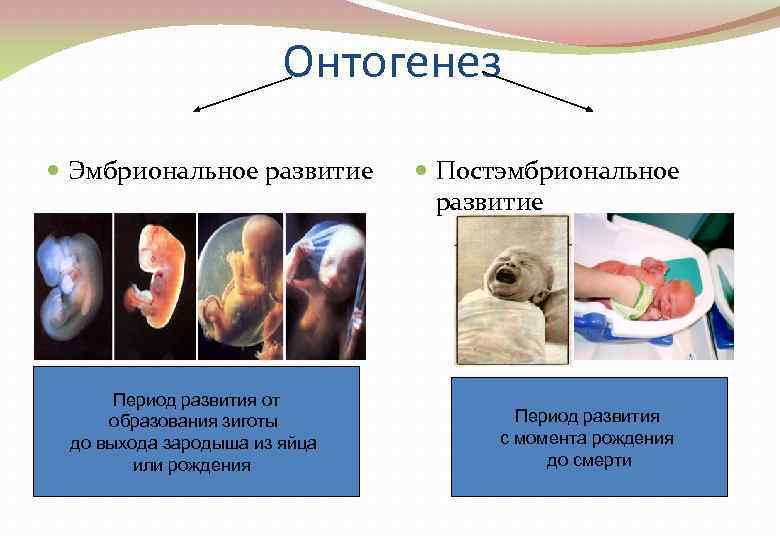 Онтогенез Эмбриональное развитие Период развития от образования зиготы до выхода зародыша из яйца или