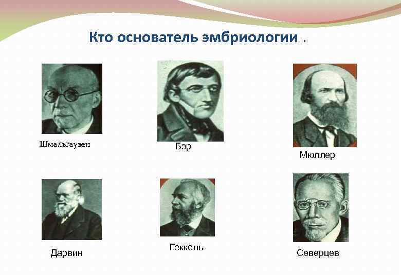Кто основатель эмбриологии. Шмальгаузен Дарвин Бэр Геккель Мюллер Северцев 