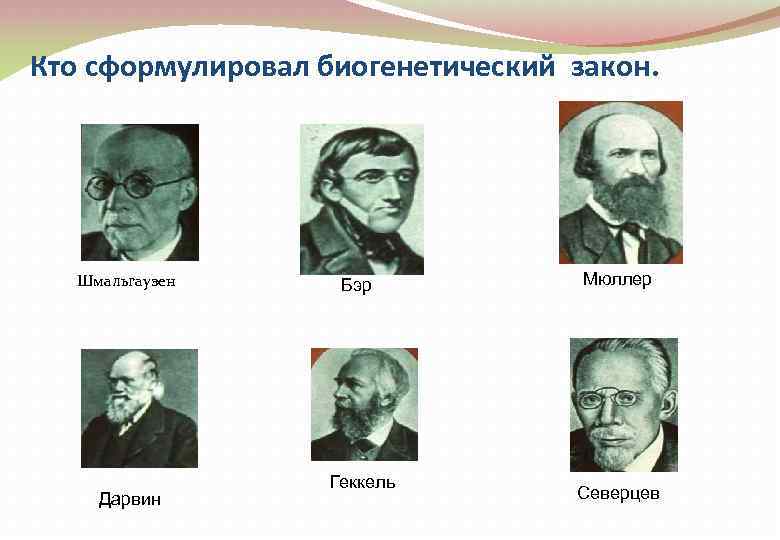 Кто сформулировал биогенетический закон. Шмальгаузен Дарвин Бэр Геккель Мюллер Северцев 