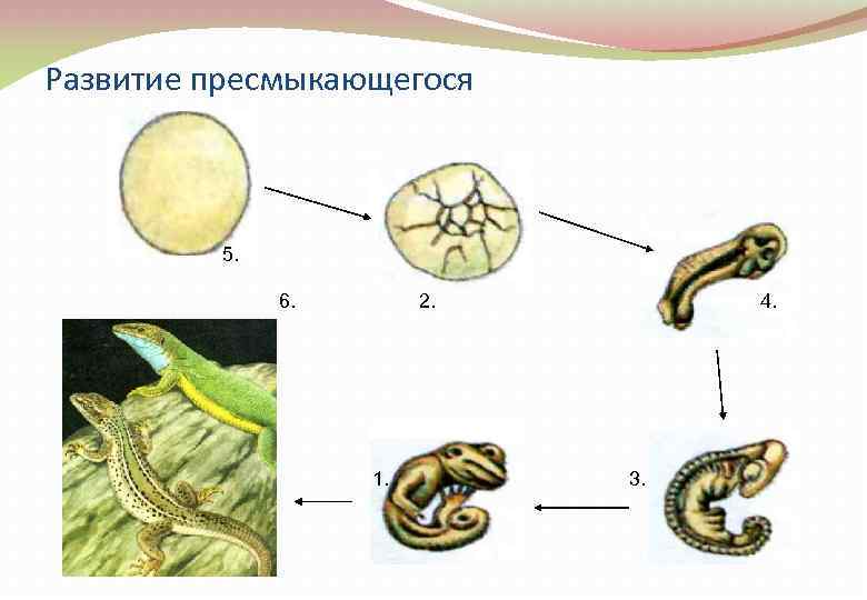 Развитие пресмыкающегося 5. 6. 2. 1. 4. 3. 