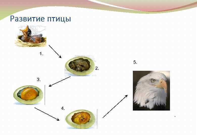 Развитие птицы 1. 5. 2. 3. 4. . 