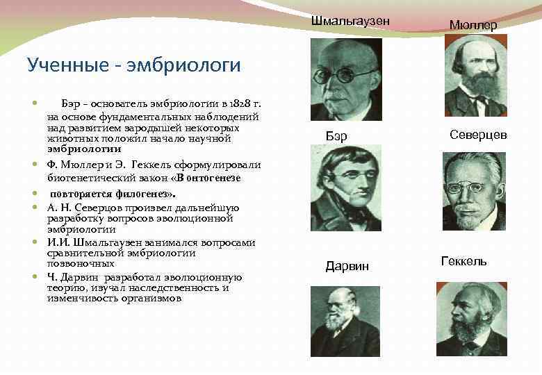 Шмальгаузен Мюллер Ученные - эмбриологи Бэр – основатель эмбриологии в 1828 г. на основе