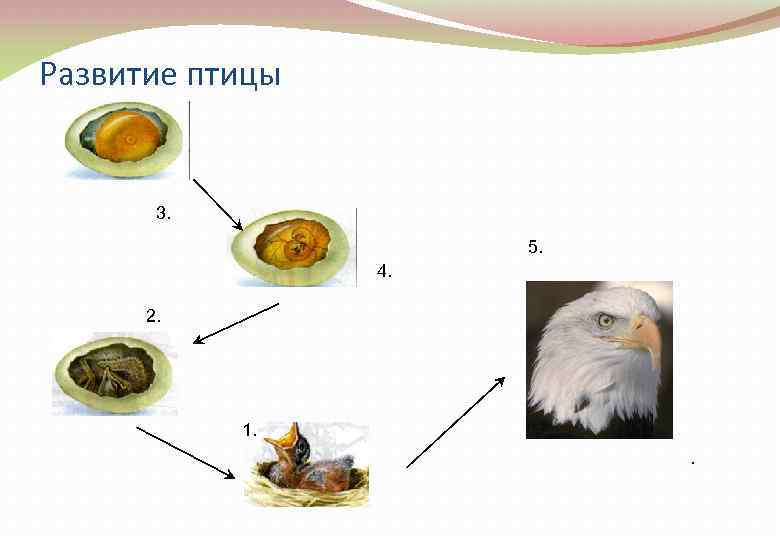 Развитие птицы 3. 5. 4. 2. 1. . 