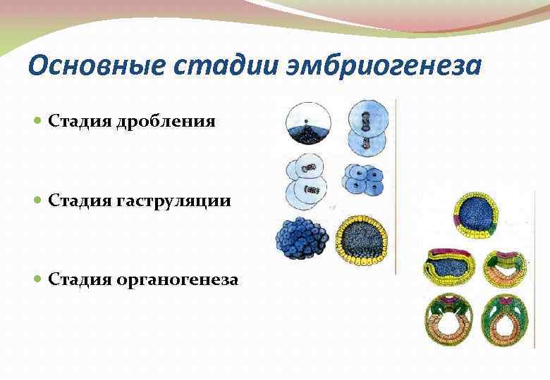 Основные стадии эмбриогенеза Стадия дробления Стадия гаструляции Стадия органогенеза 