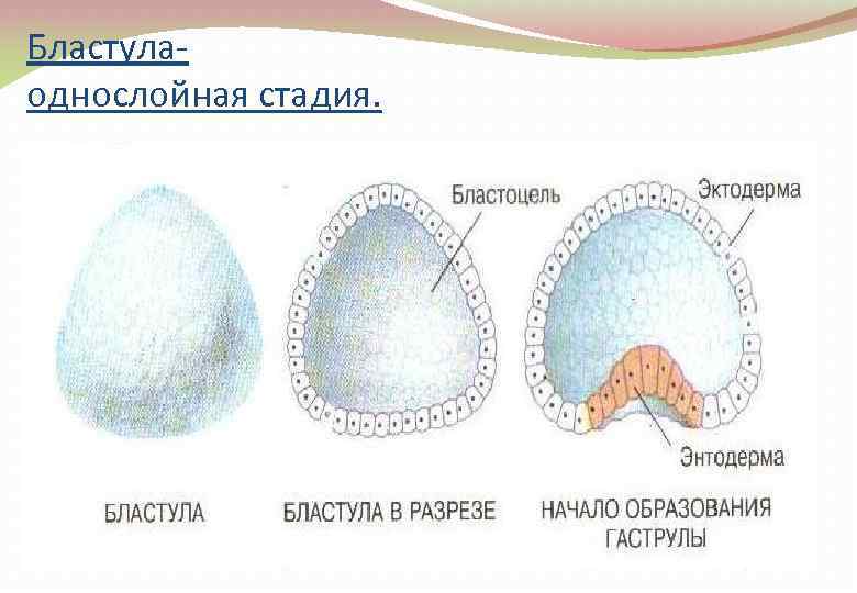 Бластулаоднослойная стадия. 