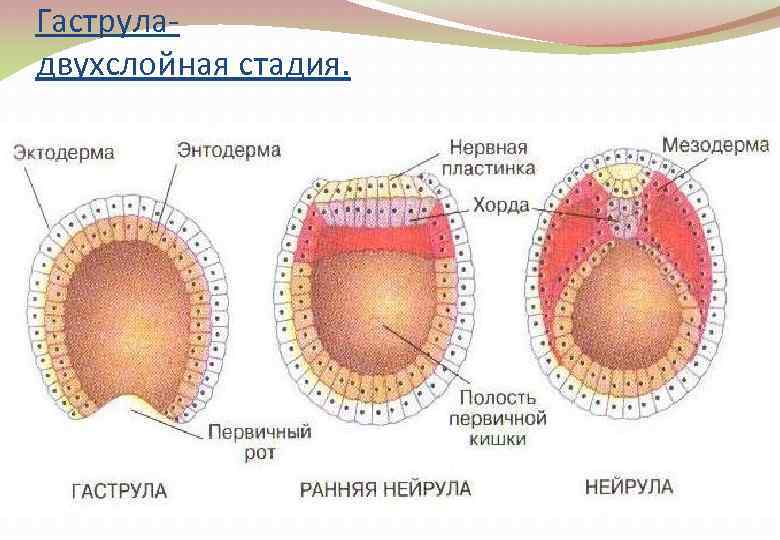 Гаструладвухслойная стадия. 