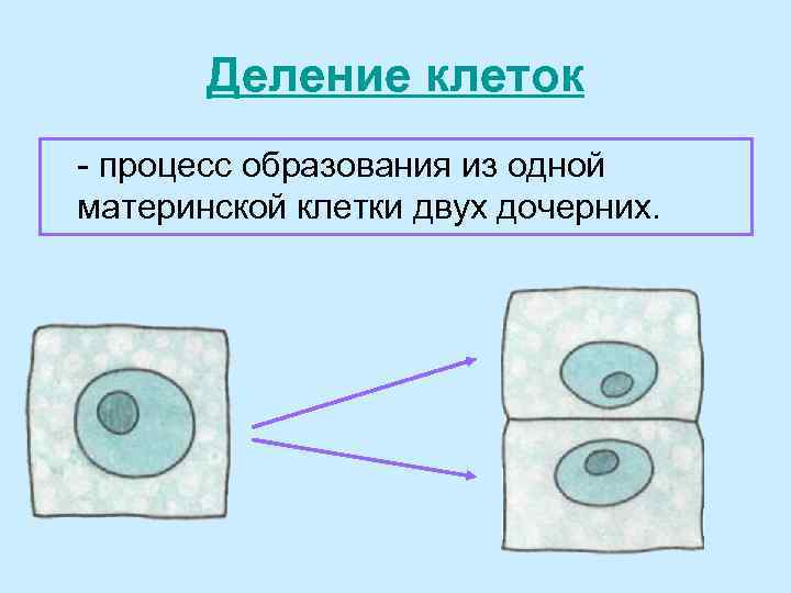 Деление клеток - процесс образования из одной материнской клетки двух дочерних. 