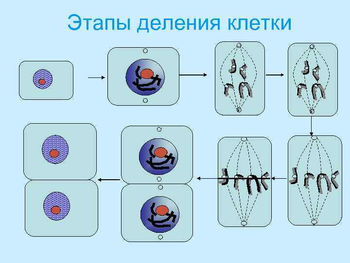 Этапы деления клетки 