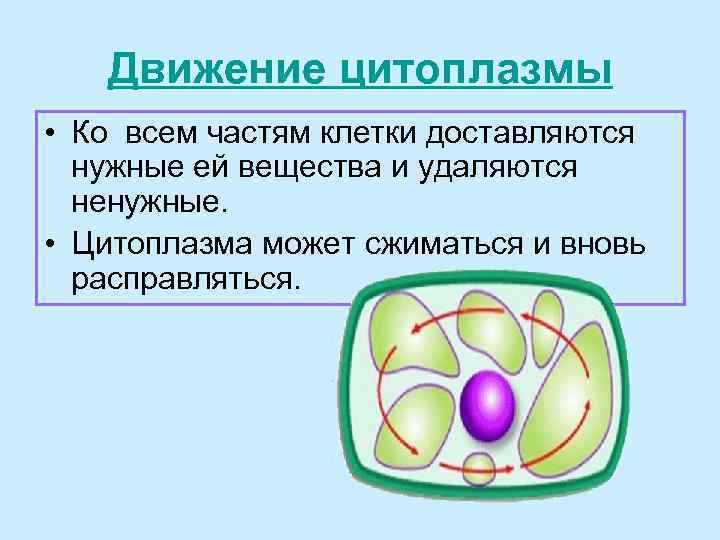 Движение цитоплазмы • Ко всем частям клетки доставляются нужные ей вещества и удаляются ненужные.