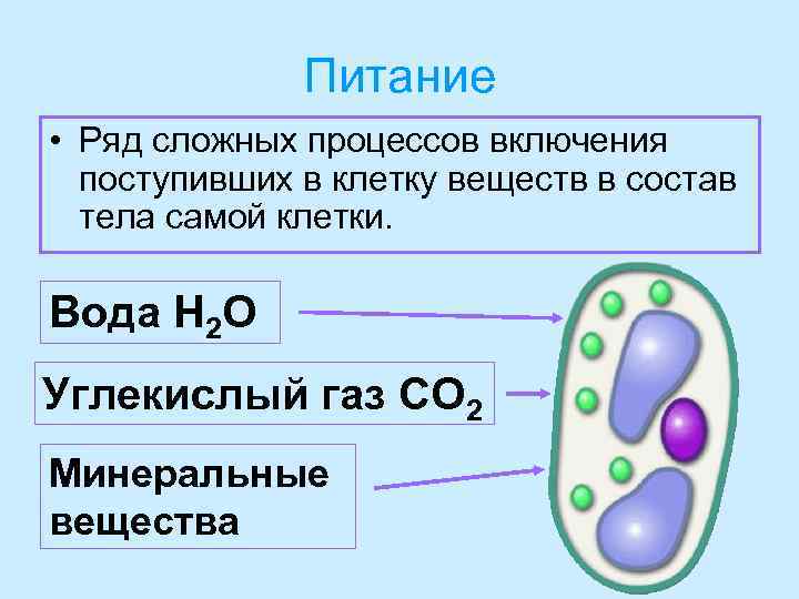 Питание • Ряд сложных процессов включения поступивших в клетку веществ в состав тела самой