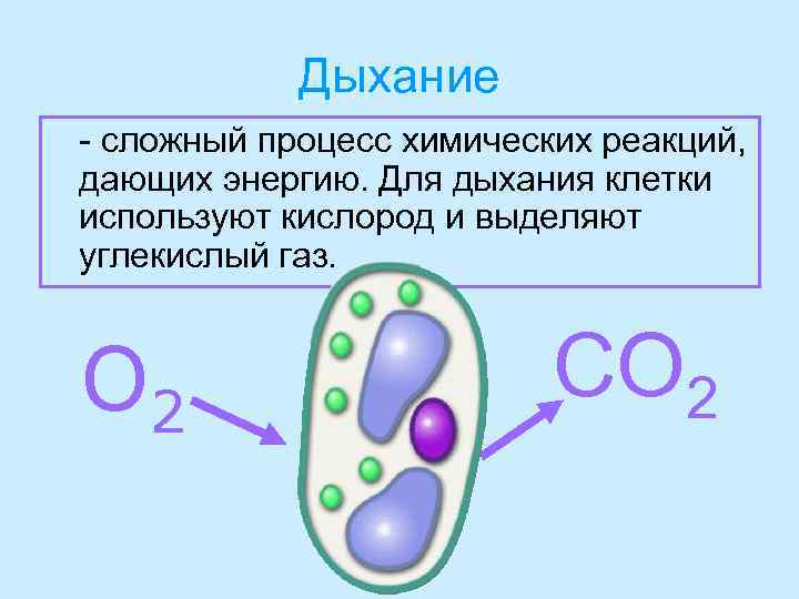 Дыхание - сложный процесс химических реакций, дающих энергию. Для дыхания клетки используют кислород и