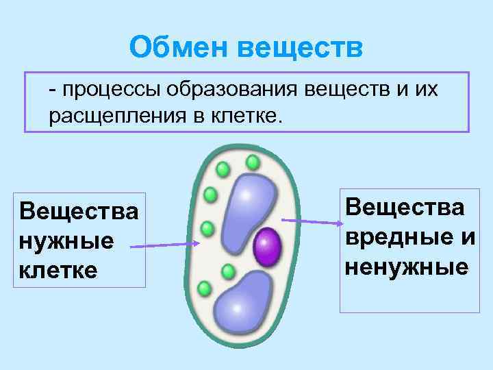 Обмен веществ - процессы образования веществ и их расщепления в клетке. Вещества нужные клетке