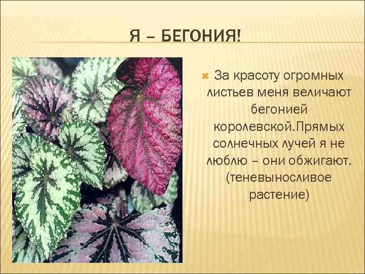 Я – БЕГОНИЯ! За красоту огромных листьев меня величают бегонией королевской. Прямых солнечных лучей