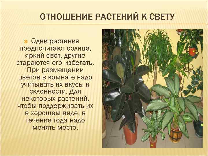 ОТНОШЕНИЕ РАСТЕНИЙ К СВЕТУ Одни растения предпочитают солнце, яркий свет, другие стараются его избегать.