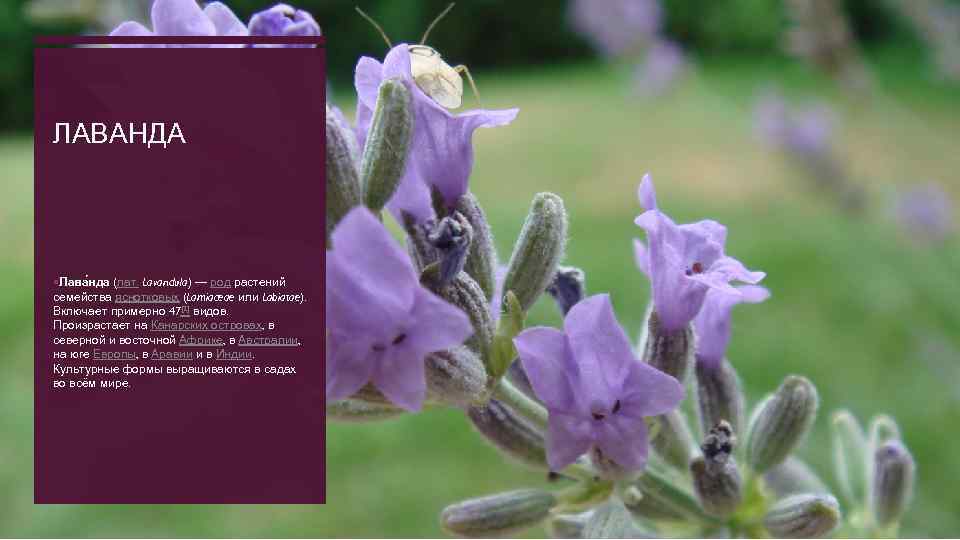 ЛАВАНДА Лава нда (лат. Lavandula) — род растений семейства яснотковых (Lamiaceae или Labiatae). Включает