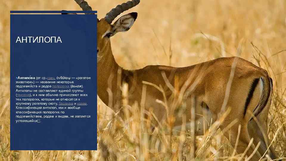АНТИЛОПА Антило па (от ср. -греч. ἀνθόλοψ — «рогатое животное» ) — название некоторых